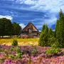 Heideblüte in der Lüneburger Heide