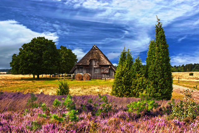 Heideblüte in der Lüneburger Heide