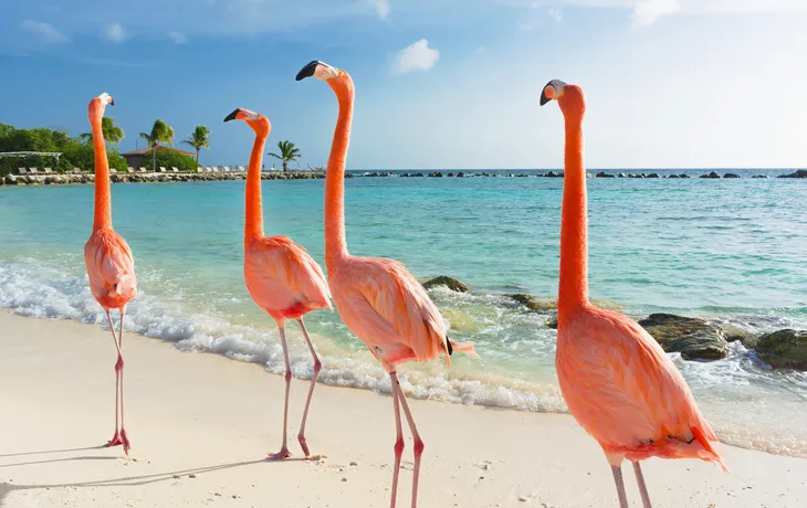 Flamingos am Strand von Aruba