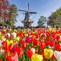 Keukenhof