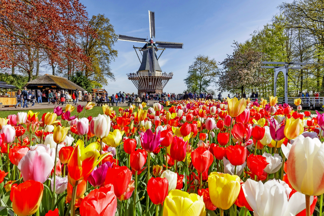 Keukenhof