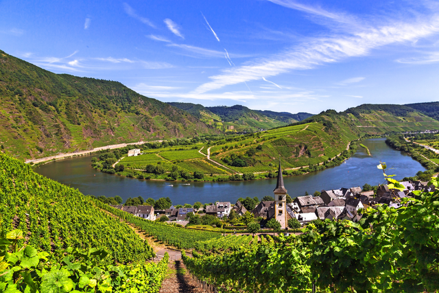 Weinberg mit roten Trauben bei Sonnenuntergang