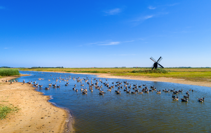 Texel