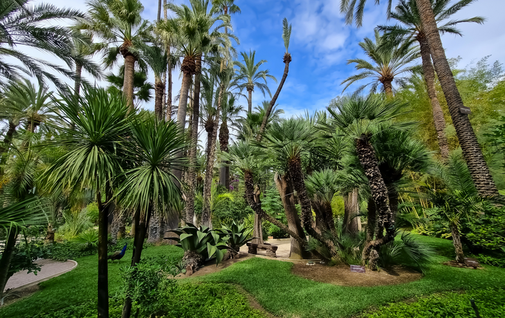 Palmenhain in Elche