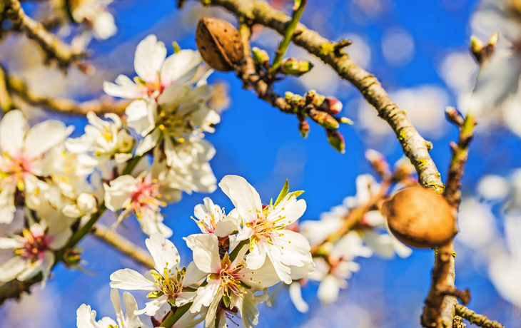 Mandelblüte
