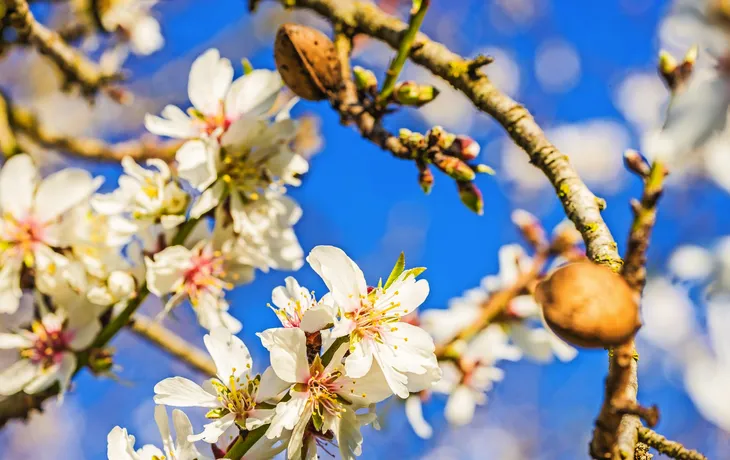 Mandelblüte