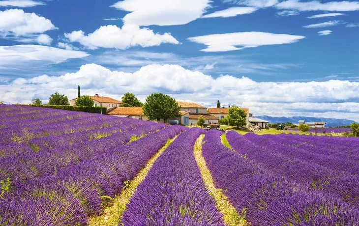 Feelds von blühenden Lavendel,Valensole,Provence,Frankreich,Europa