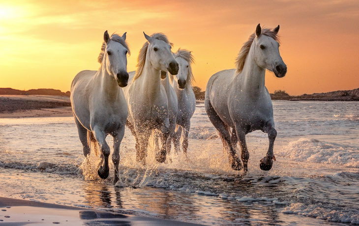 Camargue