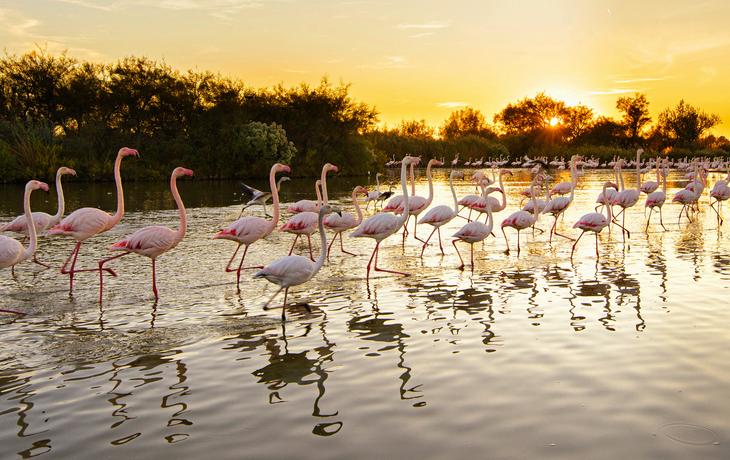 Camargue