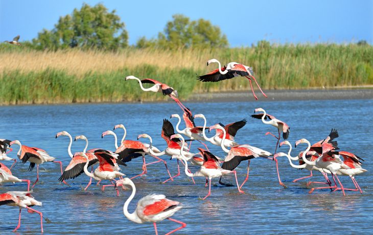 Camargue
