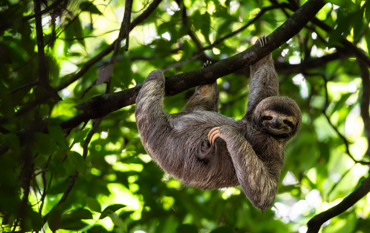 Faultier in Costa Rica