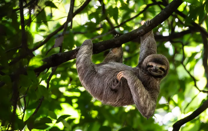 Faultier in Costa Rica