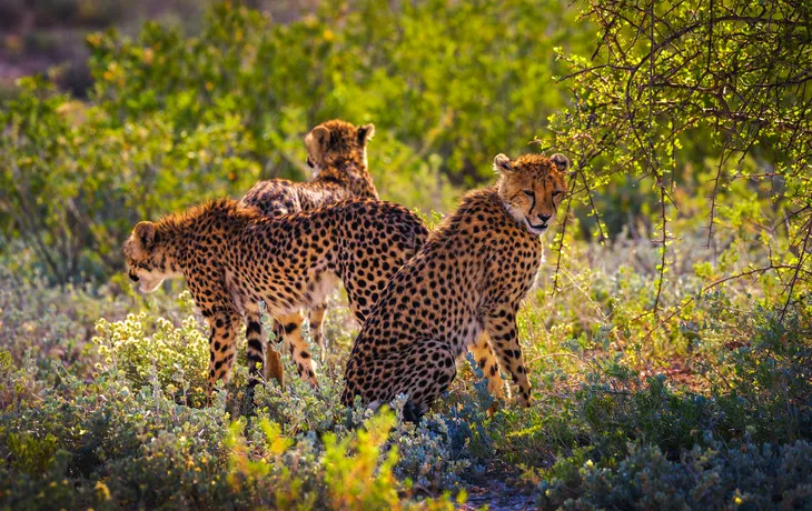 Etosha National Park